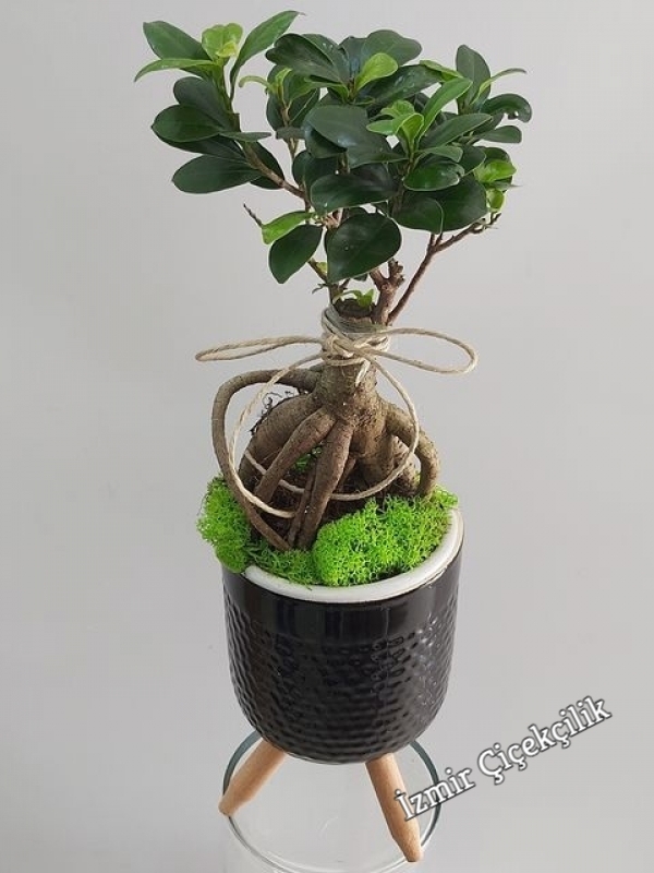 Ayaklı Saksıda Bonzai ( Ficus Bonsai )