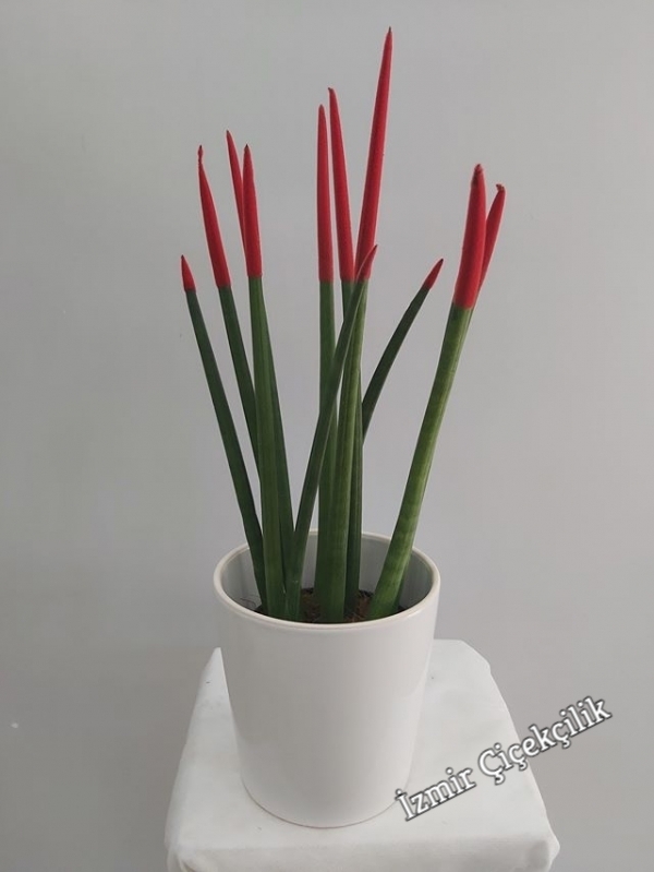 Sansevieria Bitkisi